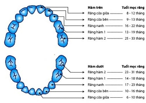 Trẻ em có thay răng hàm không - 1