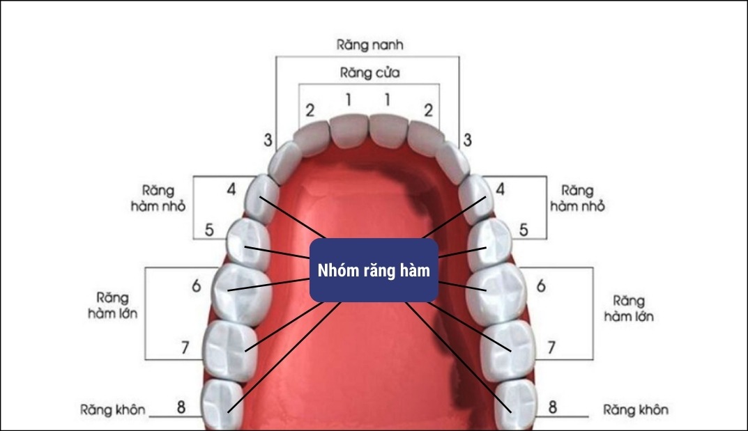 Răng hàm hay còn gọi là răng cối
