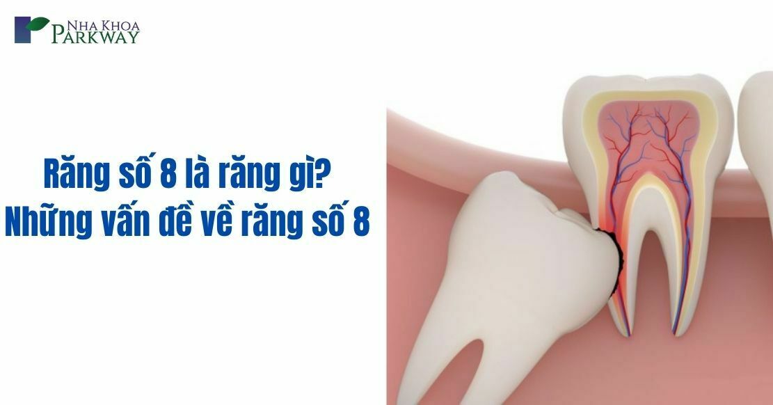 Răng số 8 là răng gì? Những vấn đề cần tìm hiểu về răng số 8