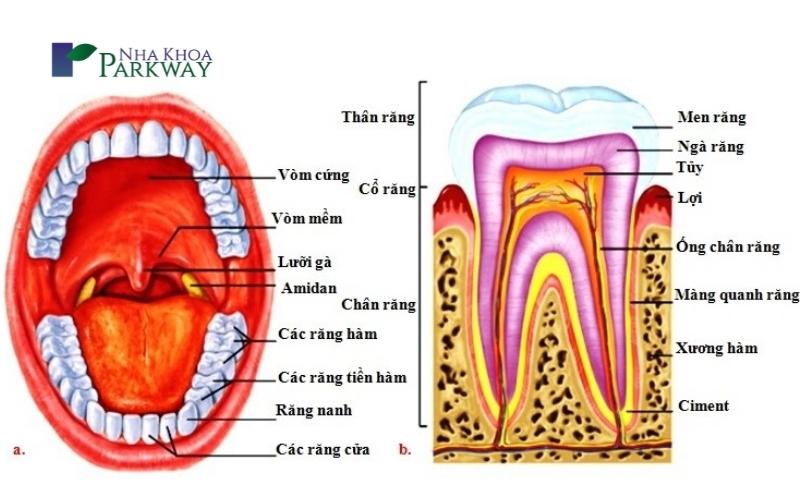 Cấu trúc răng của người trưởng thành như thế nào?