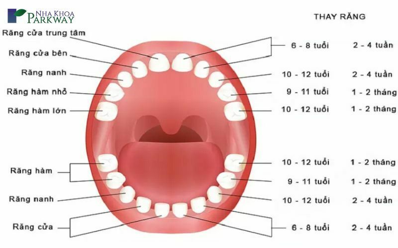 Quá trình thay răng vĩnh viễn ở trẻ em
