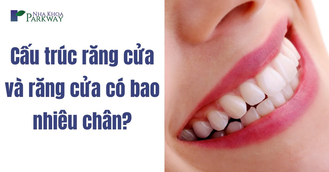 Cấu trúc răng cửa và răng cửa có bao nhiêu chân?