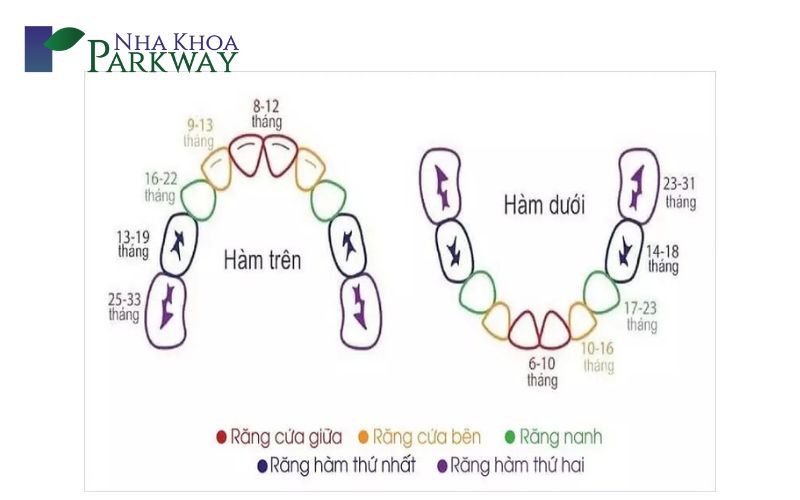 Trình tự trẻ mọc răng hàm