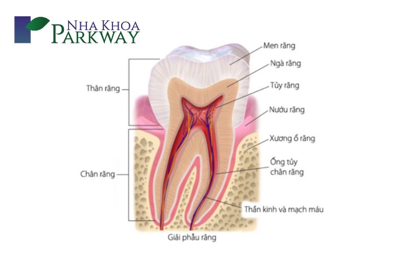 Răng hàm có vai trò quan trọng ra sao?