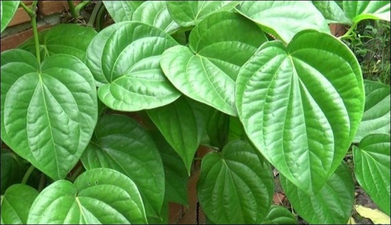 Điều trị viêm chân răng bằng lá trầu