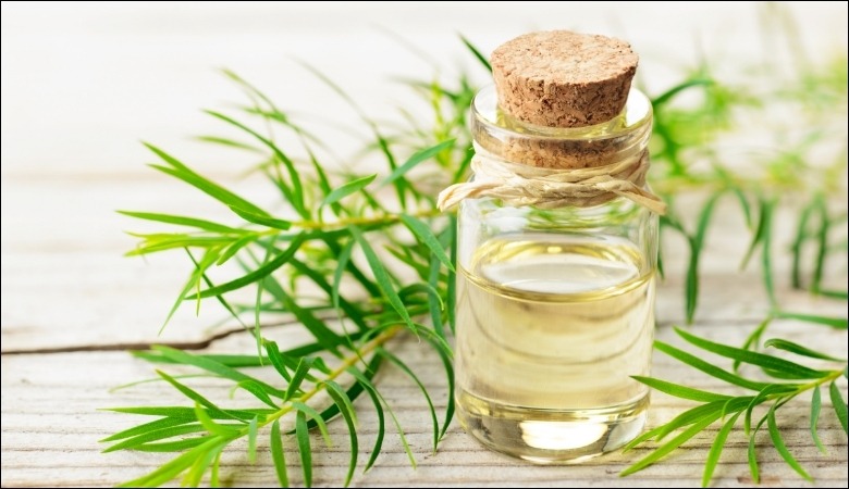 Chữa viêm chân răng bằng tinh dầu tràm trà