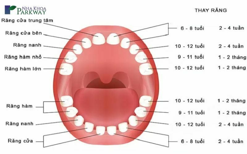 Quá trình và các độ tuổi mọc răng của trẻ em