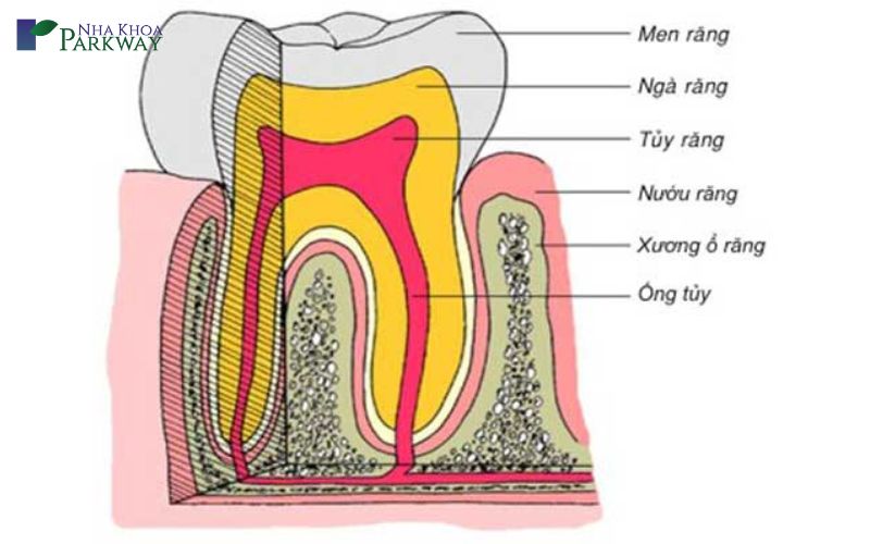 Mô hình giải phẫu cấu trúc của chiếc răng