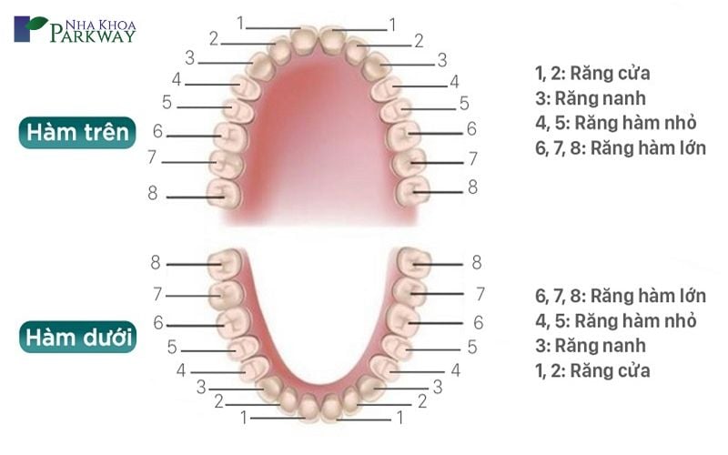Vị trí và số lượng răng của hàm trên và hàm dưới