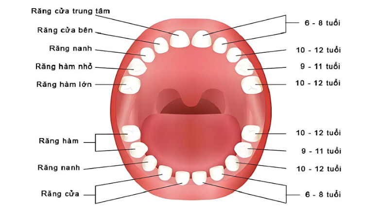 quá trình thay răng