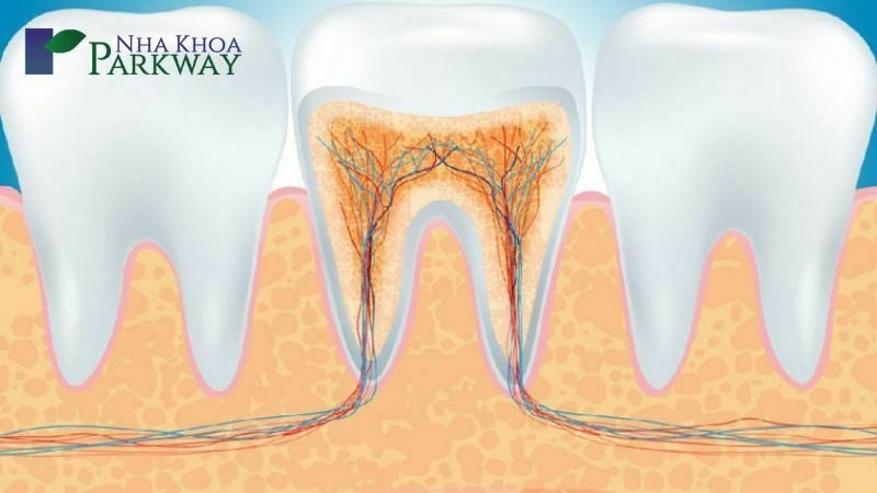 Hình ảnh mô phỏng tủy răng và hệ thần kinh nằm sâu bên trong răng
