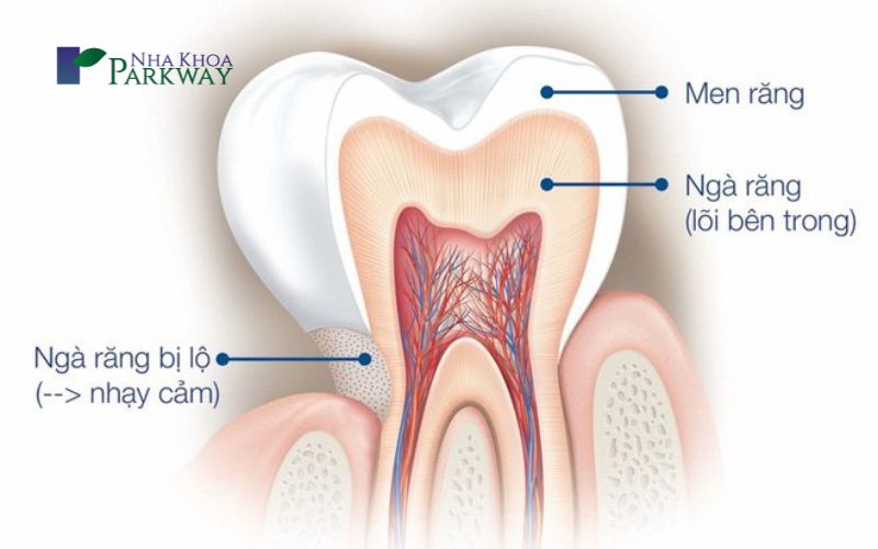 Hình ảnh cấu tạo của ngà răng