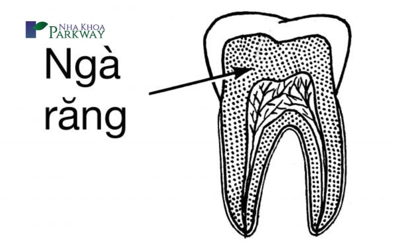 Ngà răng nằm bên trong men răng với chức năng bảo vệ răng và men răng