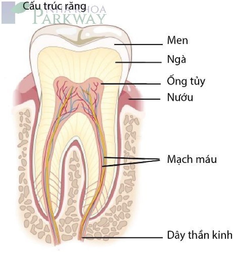 Hình ảnh cấu trúc răng