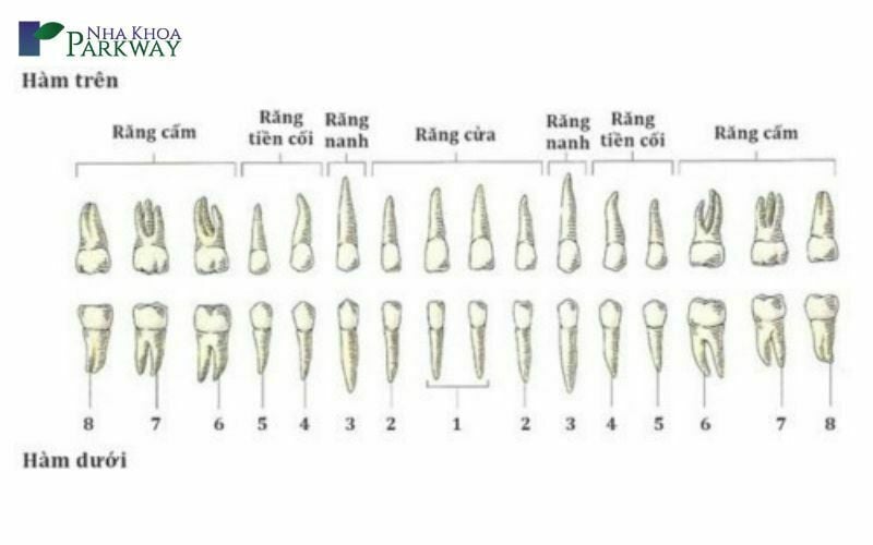 Tên gọi vị trí của các chân răng ở hàm trên và hàm dưới