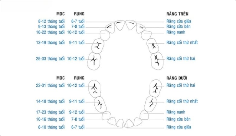 Trẻ 7 tuổi chưa thay răng sữa có sao không - 2