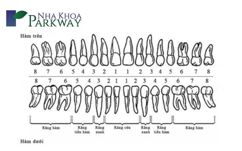 Phương pháp điều trị vết đen trên răng hàm ở các vị trí khác nhau