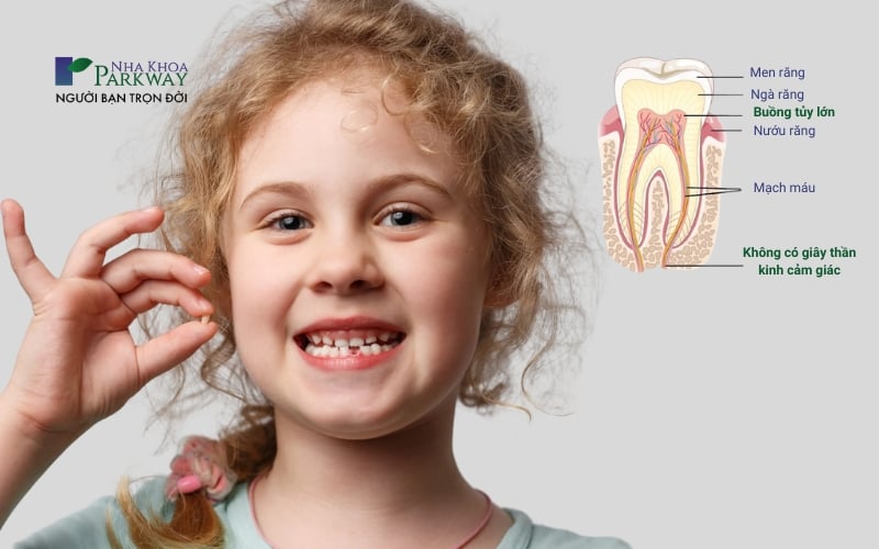 Bé gái cầm chiếc răng bị rụng và sơ đồ cấu tạo của một chiếc răng sữa