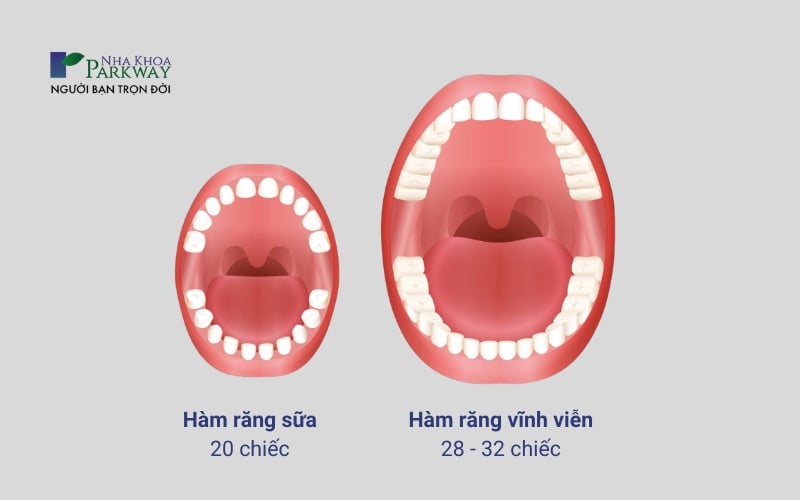Ảnh minh họa cách phân biệt răng sữa và răng vĩnh viễn dựa vào số lượng