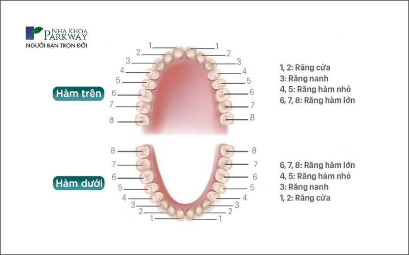 Hình ảnh sơ đồ của hàm răng, trong đó răng khôn là răng số 8 có vai trò như một răng hàm nếu mọc bình thường