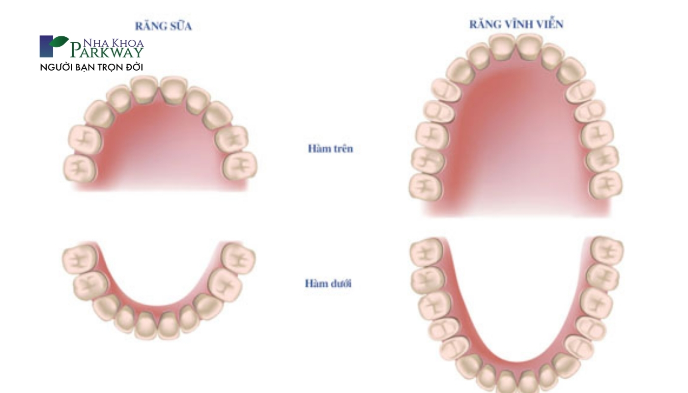 Hình ảnh vị trí răng sữa và răng vĩnh viễn