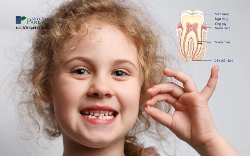 Hình ảnh bé gái cầm chiếc răng cửa và sơ đồ cấu tạo của một chiếc răng sữa