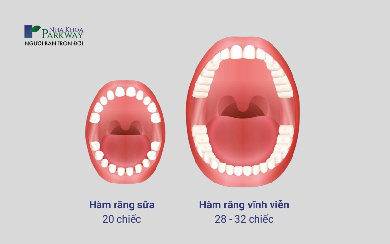 Hình ảnh mô phỏng hàm răng sữa và hàm răng vĩnh viễn