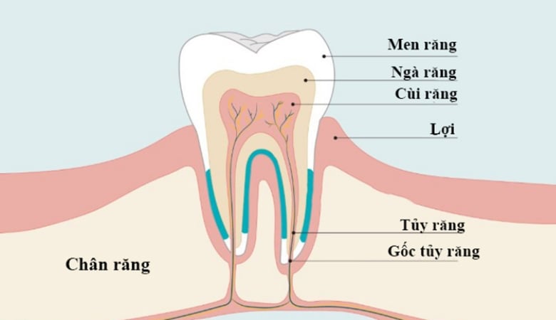 Răng lấy tủy có tồn tại được hết đời không - 3