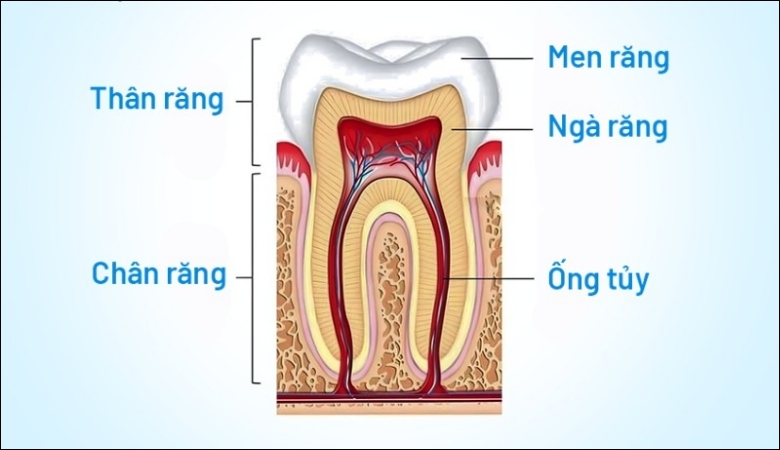 Men răng là lớp ngoài cùng của răng với cấu tạo cứng chắc