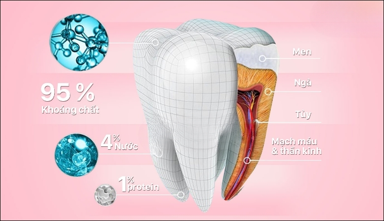 Men răng được cấu tạo từ nhiều tinh thể hydroxyapatite