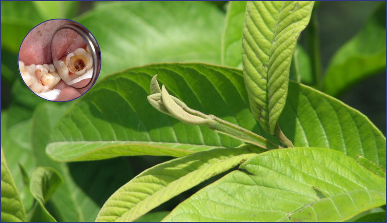 Dùng lá ổi trị nhức răng có lỗ