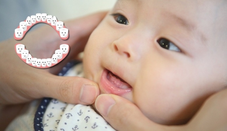 Trẻ mọc chiếc răng sữa đầu tiên vào khoảng 4 hoặc 6 tháng tuổi