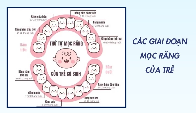 Các giai đoạn mọc răng của trẻ
